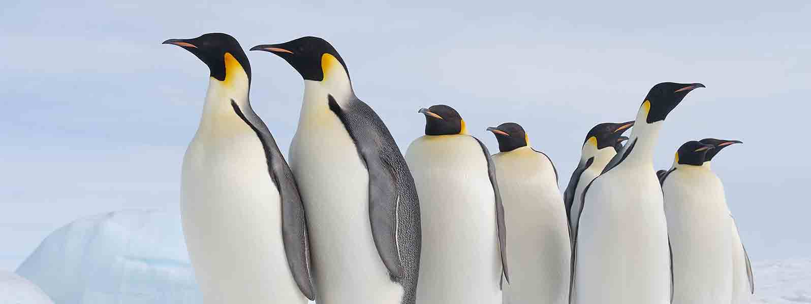Antarctica-798